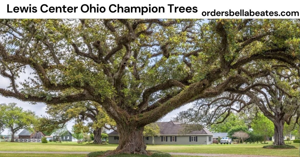 Lewis Center Ohio Champion Trees